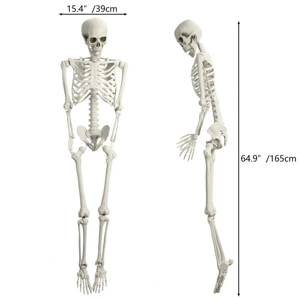 5.4FT Poseable Skeleton