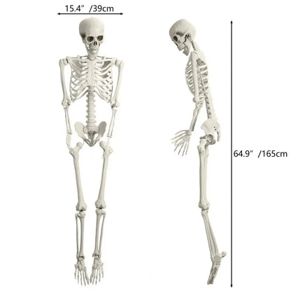 5.4FT Poseable Skeleton